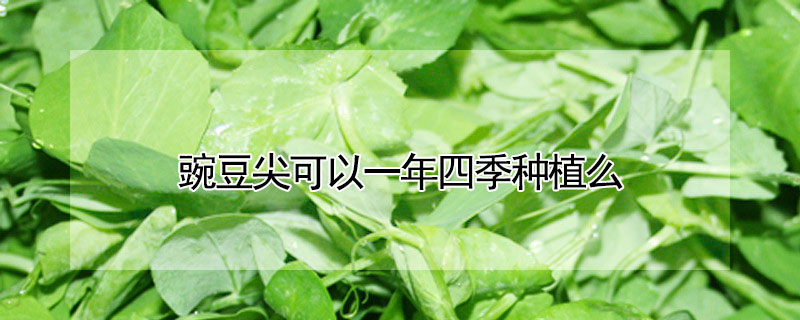 豌豆尖可以一年四季種植么