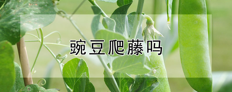 豌豆爬藤嗎