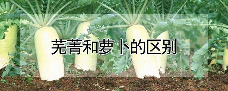 蕪菁和蘿卜的區別