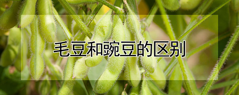 毛豆和豌豆的區(qū)別