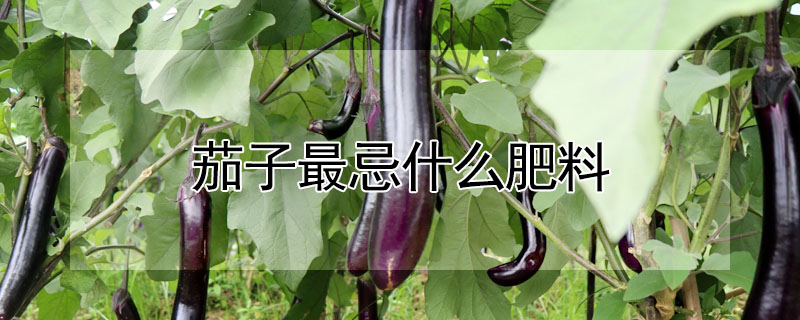 茄子最忌什么肥料