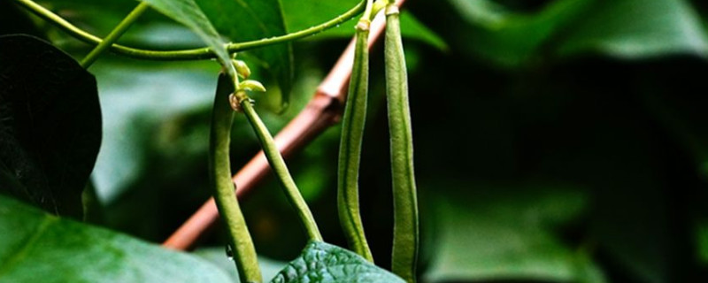 露地豆角種植時間和方法