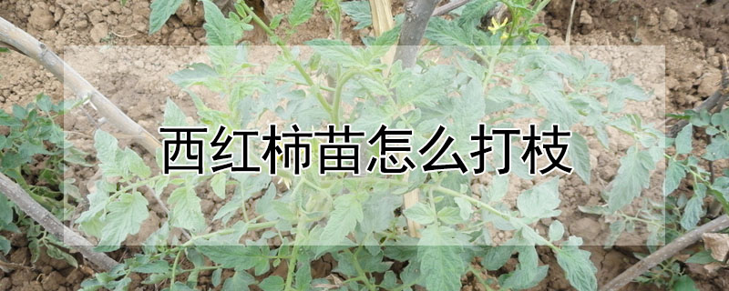 西紅柿苗怎么打枝