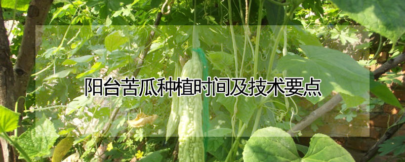 陽臺苦瓜種植時間及技術要點