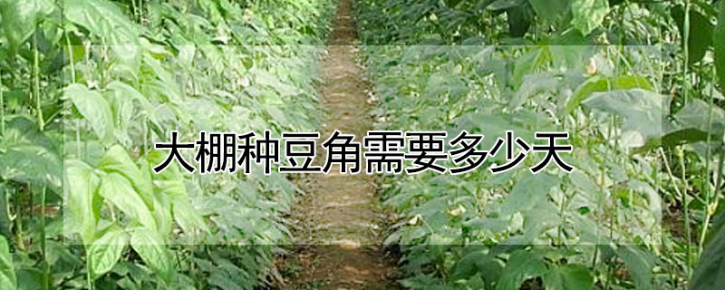 大棚種豆角需要多少天