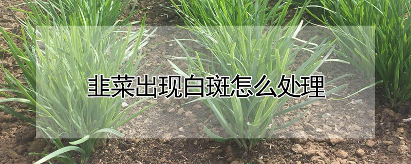 韭菜出現(xiàn)白斑怎么處理