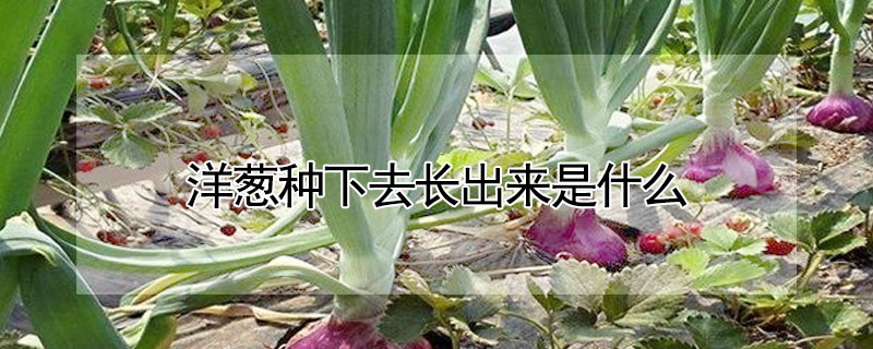 洋蔥種下去長出來是什么