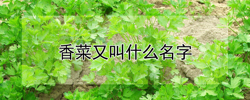 香菜又叫什么名字