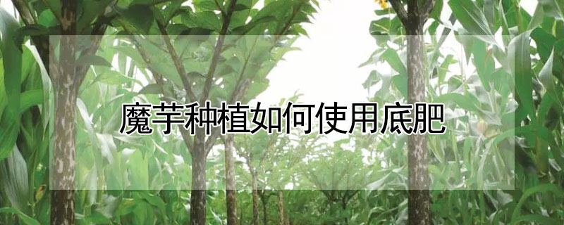 魔芋種植如何使用底肥