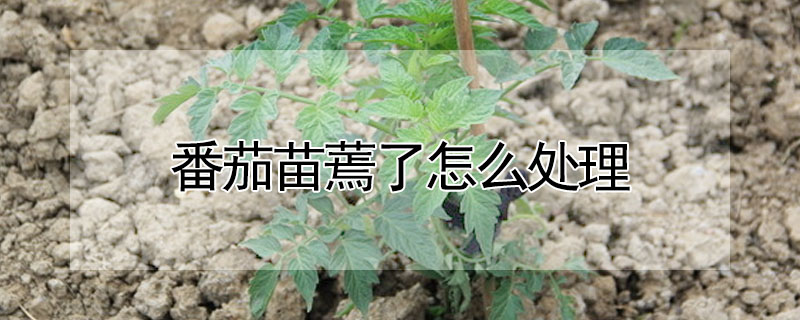 番茄苗蔫了怎么處理