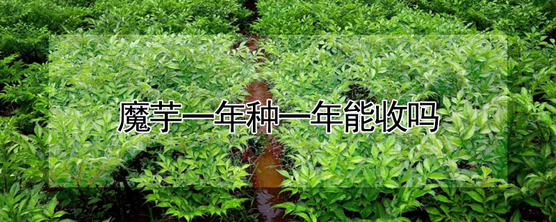 魔芋一年種一年能收嗎