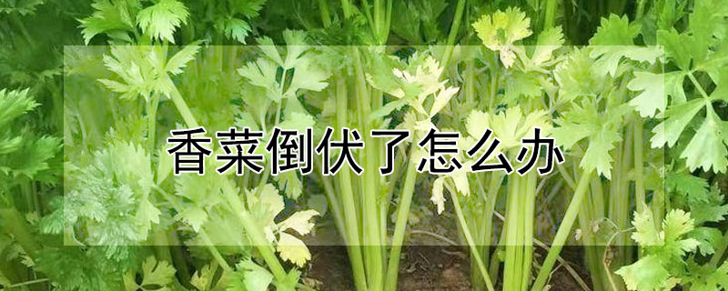 香菜倒伏了怎么辦