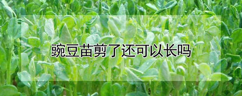 豌豆苗剪了還可以長嗎