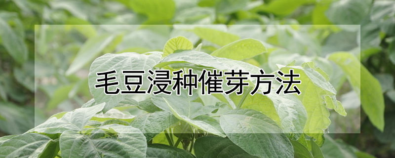 毛豆浸種催芽方法