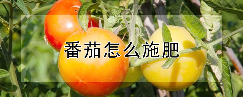 番茄怎么施肥