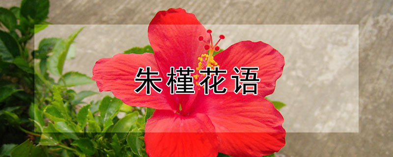 朱槿花語