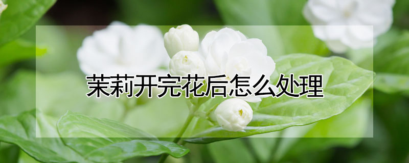 茉莉開完花后怎么處理