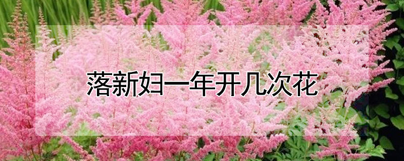 落新婦一年開幾次花