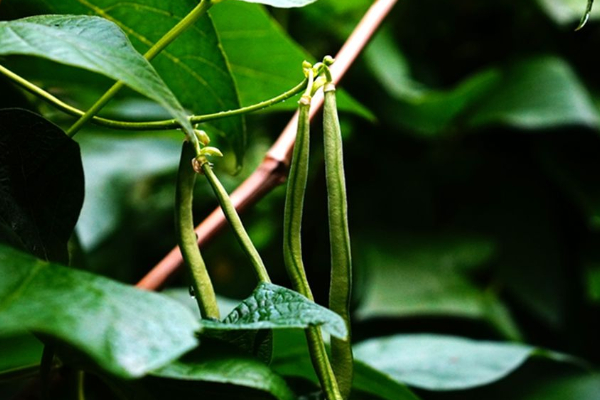 長豆角的種植方法和時間