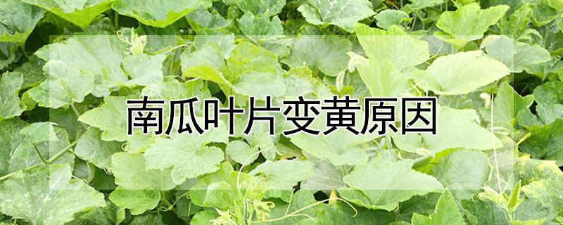 南瓜葉片變黃原因