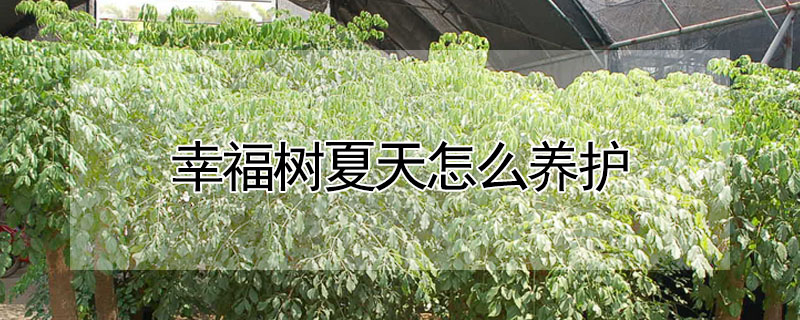 幸福樹(shù)夏天怎么養(yǎng)護(hù)