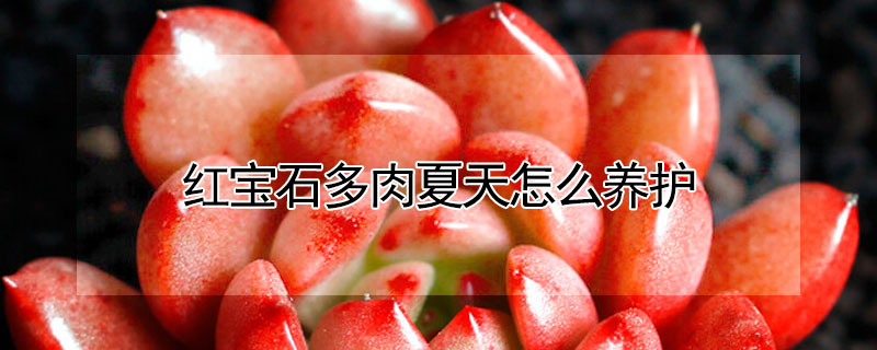 紅寶石多肉夏天怎么養(yǎng)護(hù)