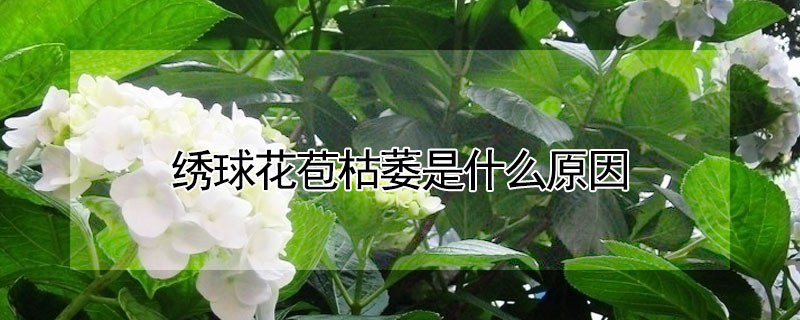 繡球花苞枯萎是什么原因