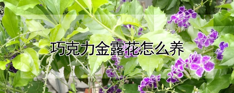 巧克力金露花怎么養