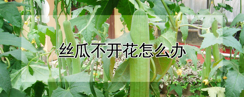 絲瓜不開花怎么辦