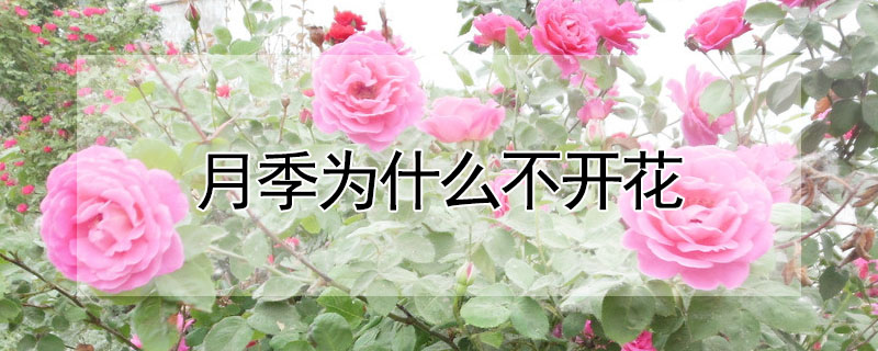 月季為什么不開花