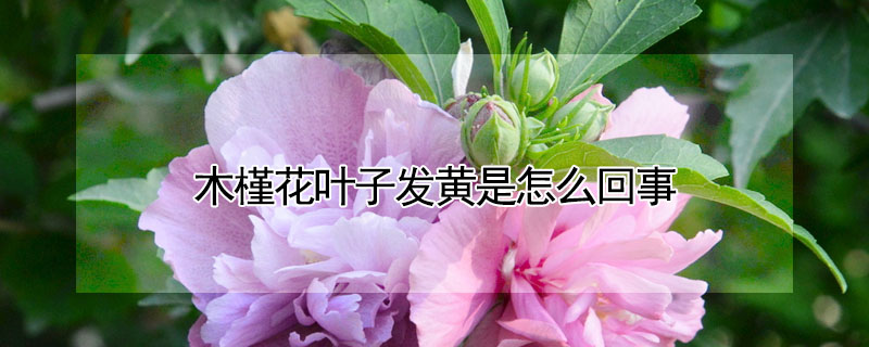 木槿花葉子發黃是怎么回事