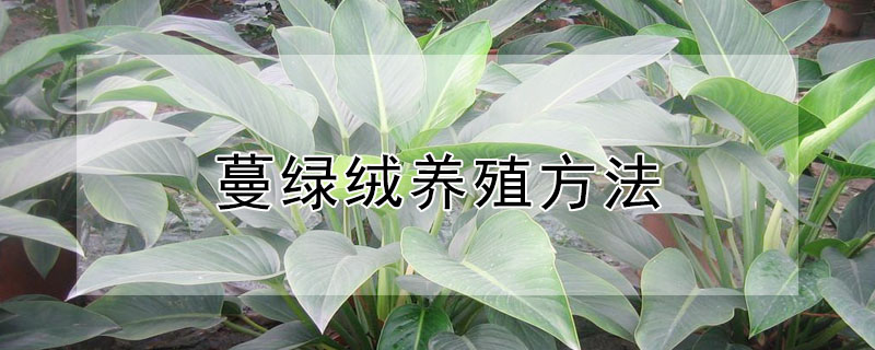 蔓綠絨養(yǎng)殖方法