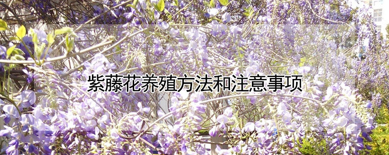 紫藤花養殖方法和注意事項