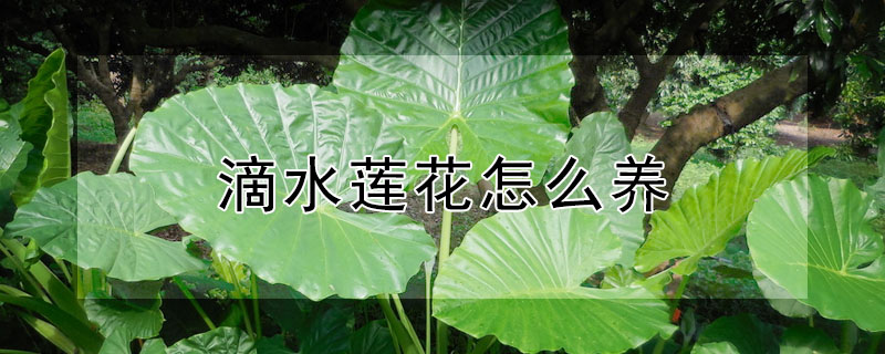 滴水蓮花怎么養