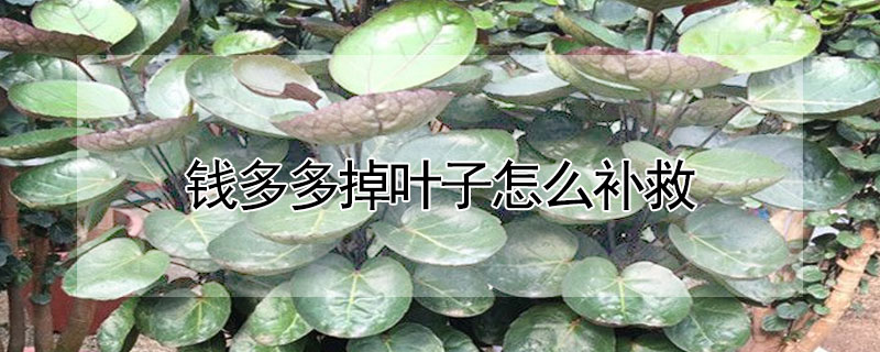 錢多多掉葉子怎么補救