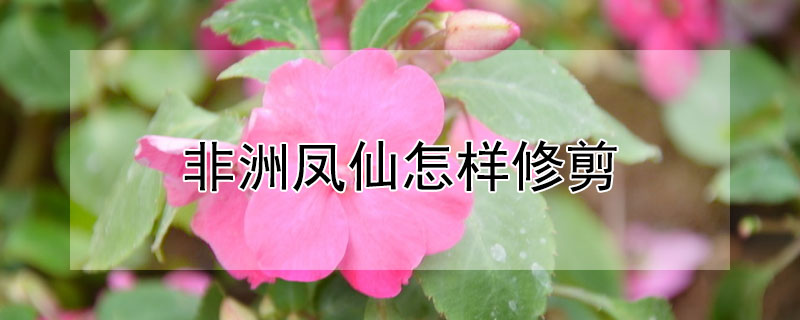 非洲鳳仙怎樣修剪