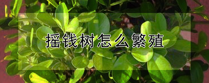 搖錢樹怎么繁殖