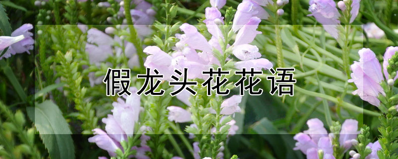 假龍頭花花語