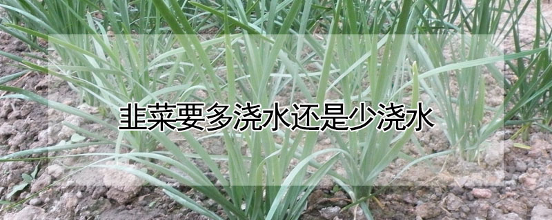 韭菜要多澆水還是少澆水