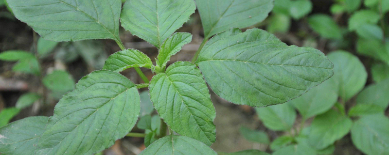 莧菜和野莧菜的區別