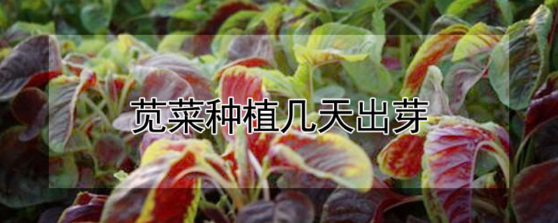 莧菜種植幾天出芽