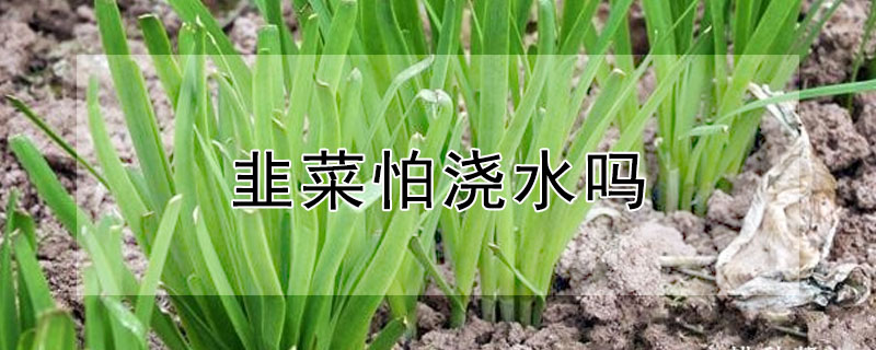 韭菜怕澆水嗎