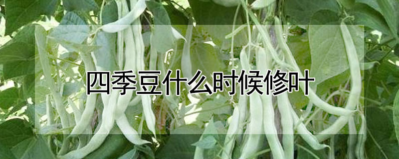 四季豆什么時候修葉