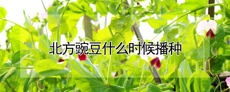 北方豌豆什么時候播種