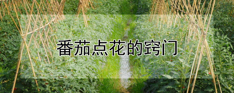 番茄點花的竅門