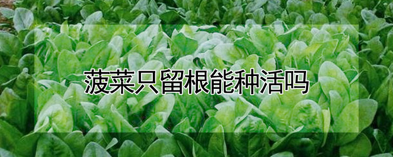 菠菜只留根能種活嗎