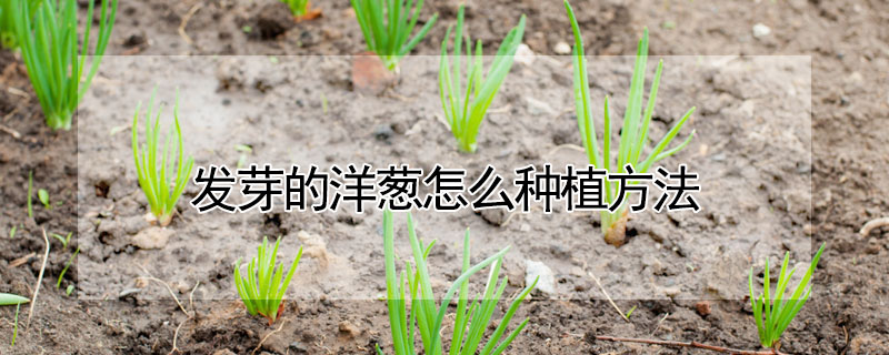 發(fā)芽的洋蔥怎么種植方法