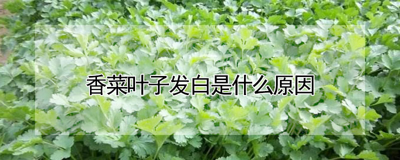 香菜葉子發白是什么原因