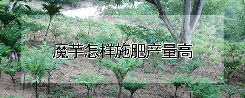 魔芋怎樣施肥產量高