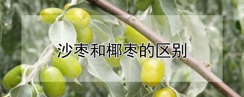 沙棗和椰棗的區(qū)別